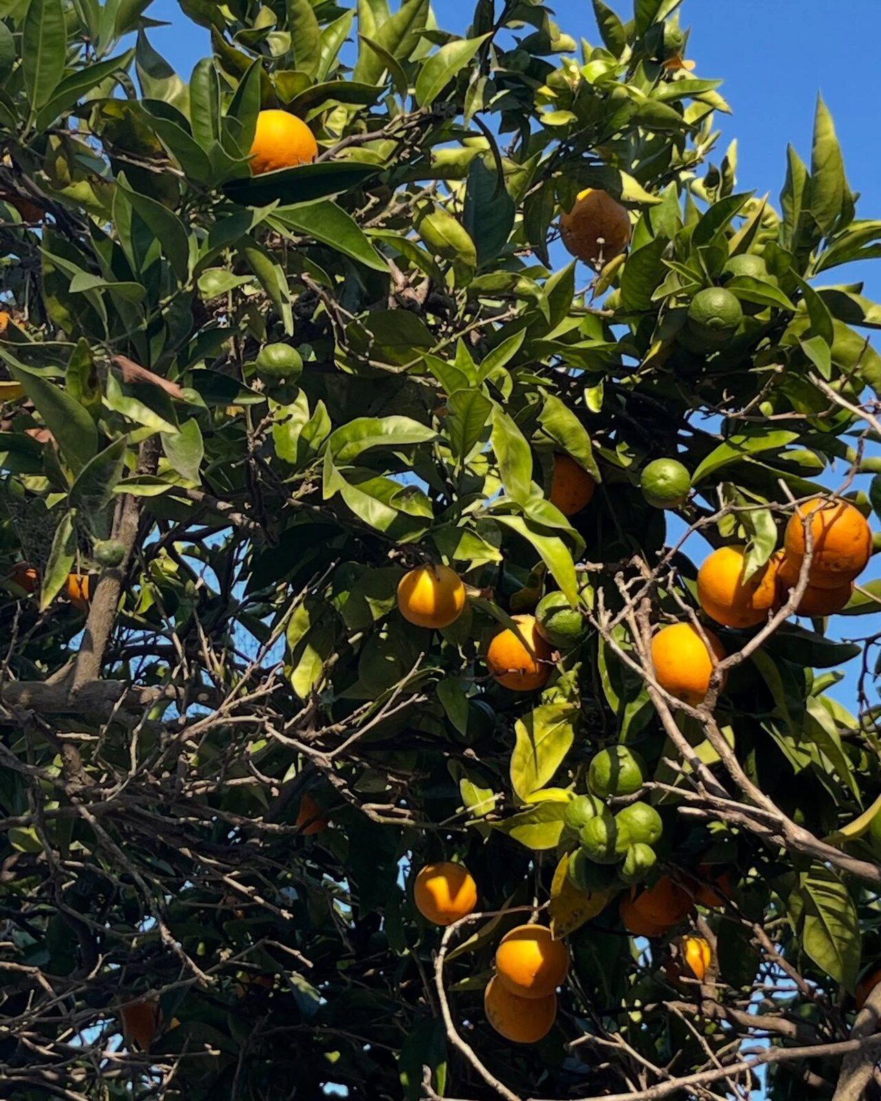 Photo by Summerland Cottage in Summerland, California.